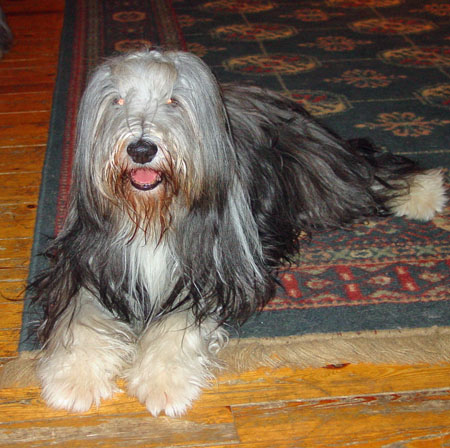 Betsy lying on the carpet in the family room - a happy girl.